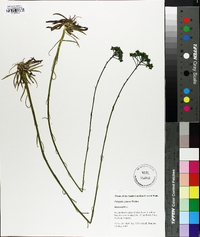 Polygala cymosa image