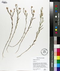 Polygala curtissii image