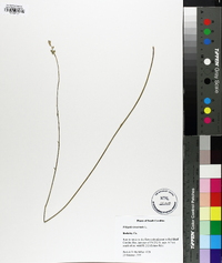 Polygala incarnata image