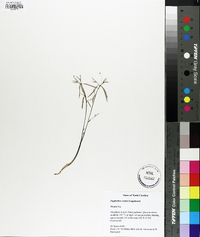 Euphorbia curtisii image