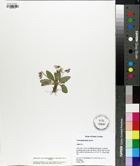 Viola sagittata var. ovata image
