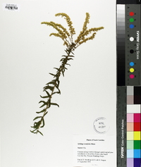 Solidago tortifolia image