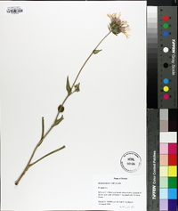 Stokesia laevis image