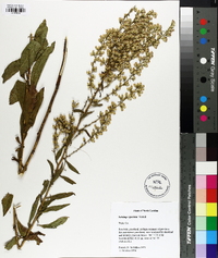 Solidago speciosa image