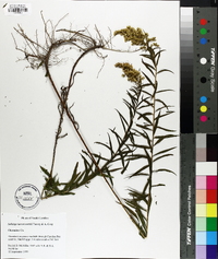 Solidago leavenworthii image