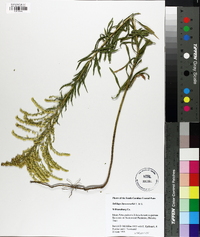 Solidago leavenworthii image