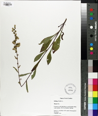 Solidago bicolor image