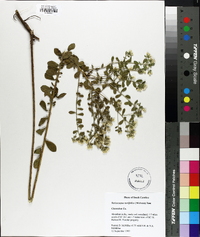 Sericocarpus tortifolius image