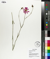 Sabatia bartramii image