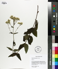 Eupatorium pilosum image