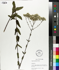 Eupatorium pilosum image