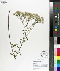 Eupatorium mohrii image