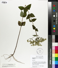 Eupatorium rotundifolium var. ovatum image