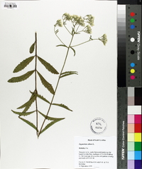 Eupatorium album image