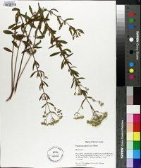 Eupatorium glaucescens image