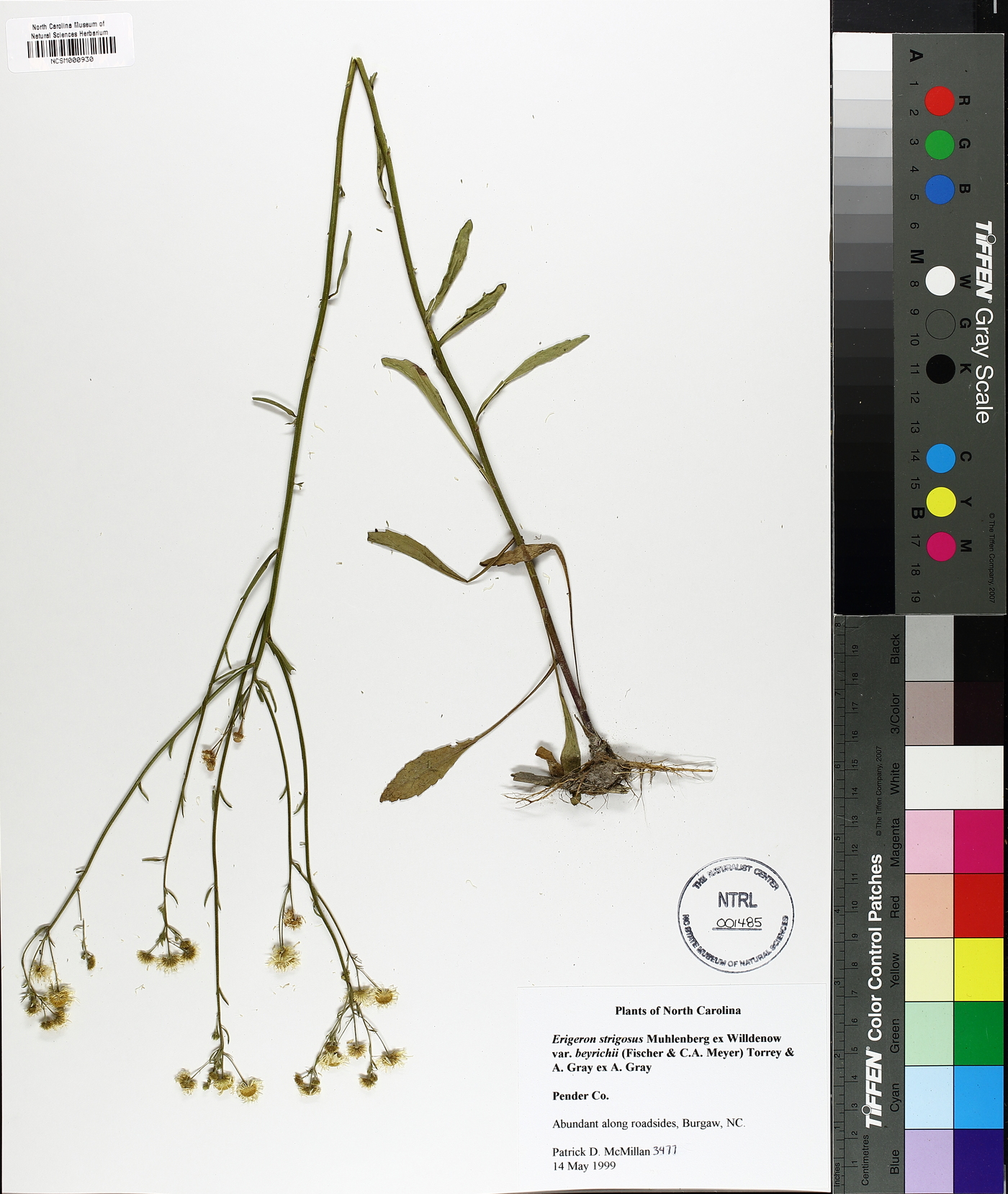 Erigeron strigosus var. beyrichii image