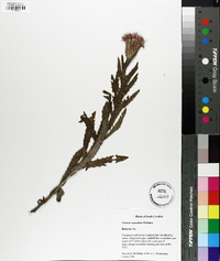 Cirsium repandum image