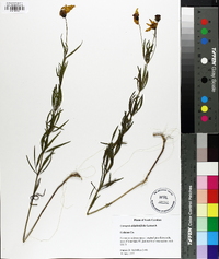 Coreopsis delphiniifolia image