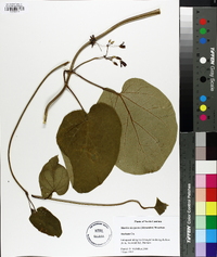 Matelea decipiens image