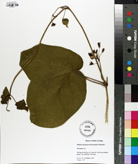 Matelea decipiens image