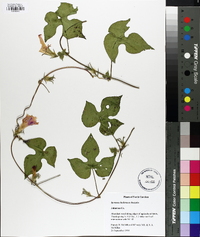 Ipomoea hederacea image