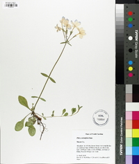 Phlox stolonifera image