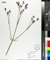 Verbena brasiliensis image