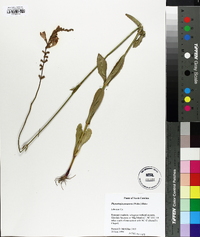 Physostegia purpurea image