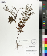 Trichostema dichotomum image