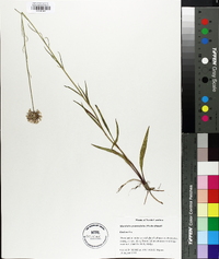 Marshallia graminifolia image