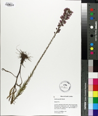 Liatris gracilis image