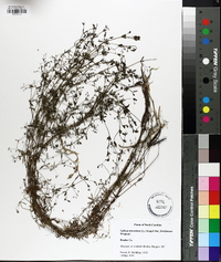 Galium tinctorium var. floridanum image