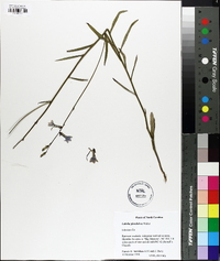 Lobelia glandulosa image