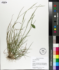 Festuca subverticillata image