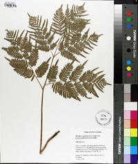 Pteridium aquilinum subsp. pseudocaudatum image