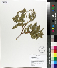 Thuja occidentalis image