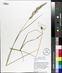 Calamagrostis cinnoides image