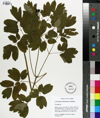 Caulophyllum thalictroides image