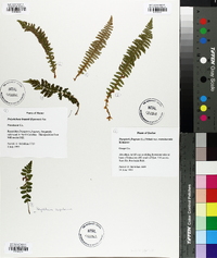 Dryopteris fragrans image