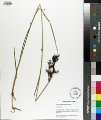 Juncus trigonocarpus image