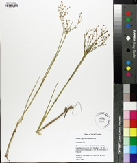 Juncus diffusissimus image