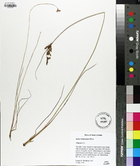 Juncus dichotomus image