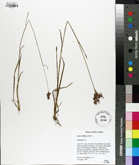 Juncus biflorus image