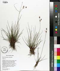 Juncus brachycarpus image