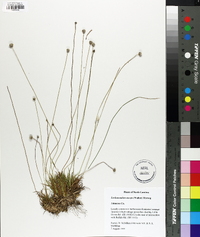 Lachnocaulon anceps image