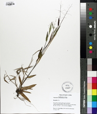 Panicum webberianum image