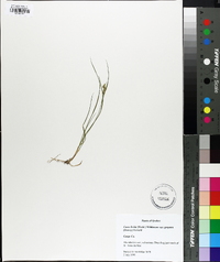 Carex livida var. radicaulis image