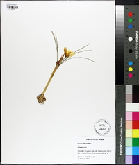Crocus chrysanthus image