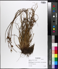 Cyperus retrorsus image