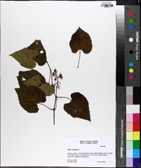 Vitis vulpina image